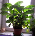 Calathea Zebrina
